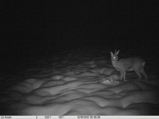 Beyond Security: Capturing Wildlife and Nature with AnywhereCam