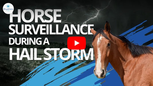 Monitoring a Horse During a Thunderstorm with Anywhere Cam