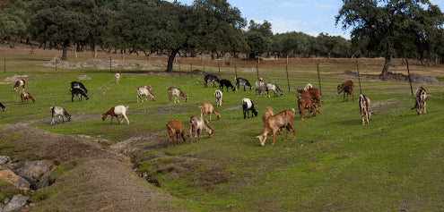 Outdoor Surveillance Cameras For Monitoring Livestock